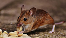 24 Hour & Emergency Exterminators in Blue Springs, MO